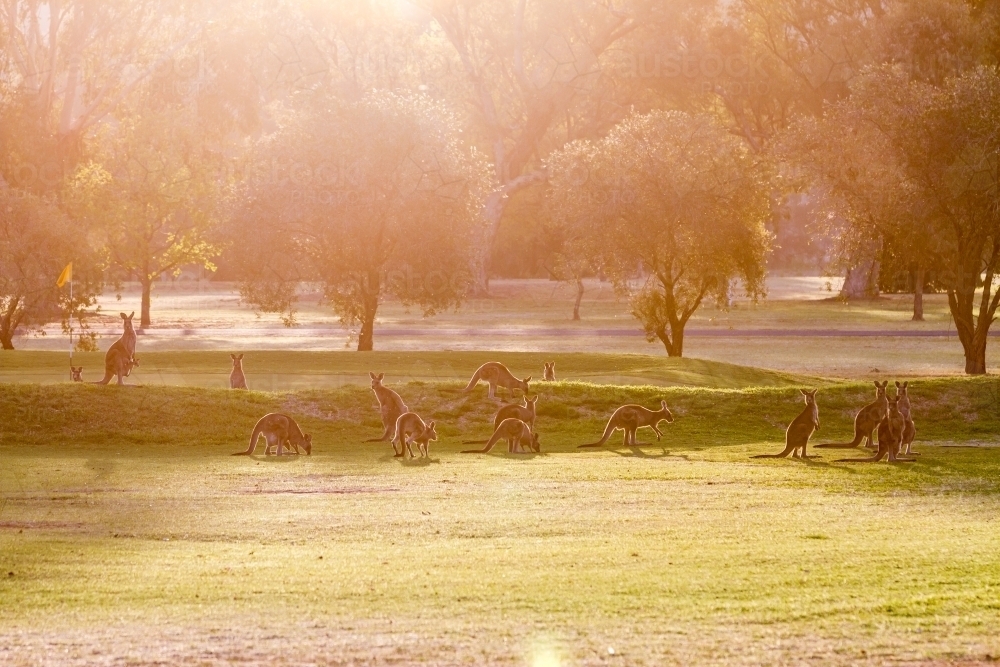 Sun flare view of grazing wallabies on a golf course in the evening golden hour - Australian Stock Image