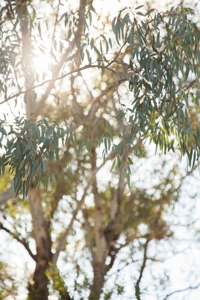 Sun flare with green gum leaves and bokeh light - Australian Stock Image