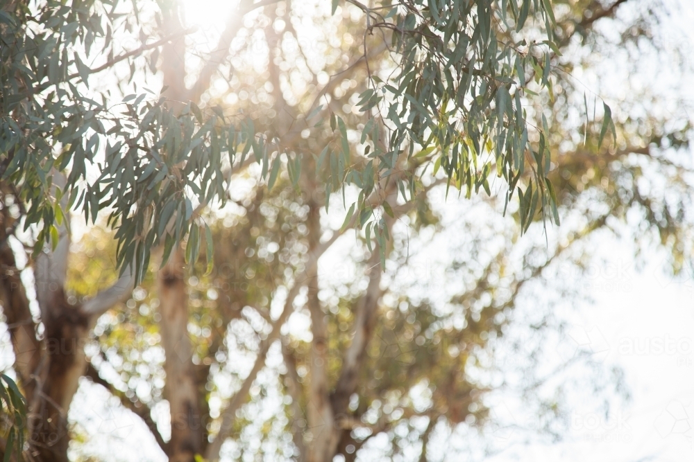 Sun flare with green gum leaves and bokeh light - Australian Stock Image