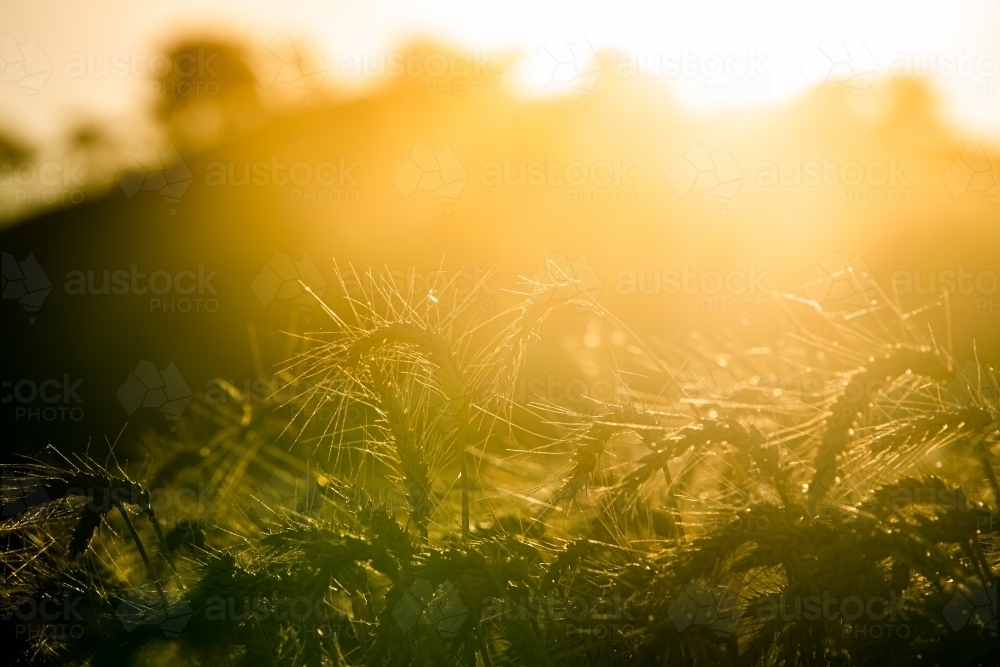 Sun flares through ripe wheat crop - Australian Stock Image