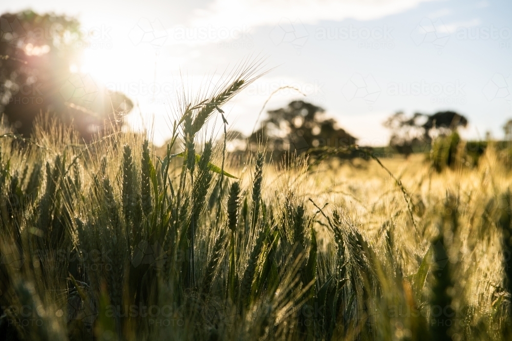 Sun flares through ripening wheat crop - Australian Stock Image