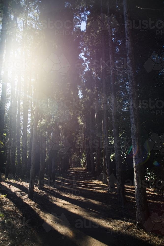 Sun glare shining through rows of trees in a park - Australian Stock Image