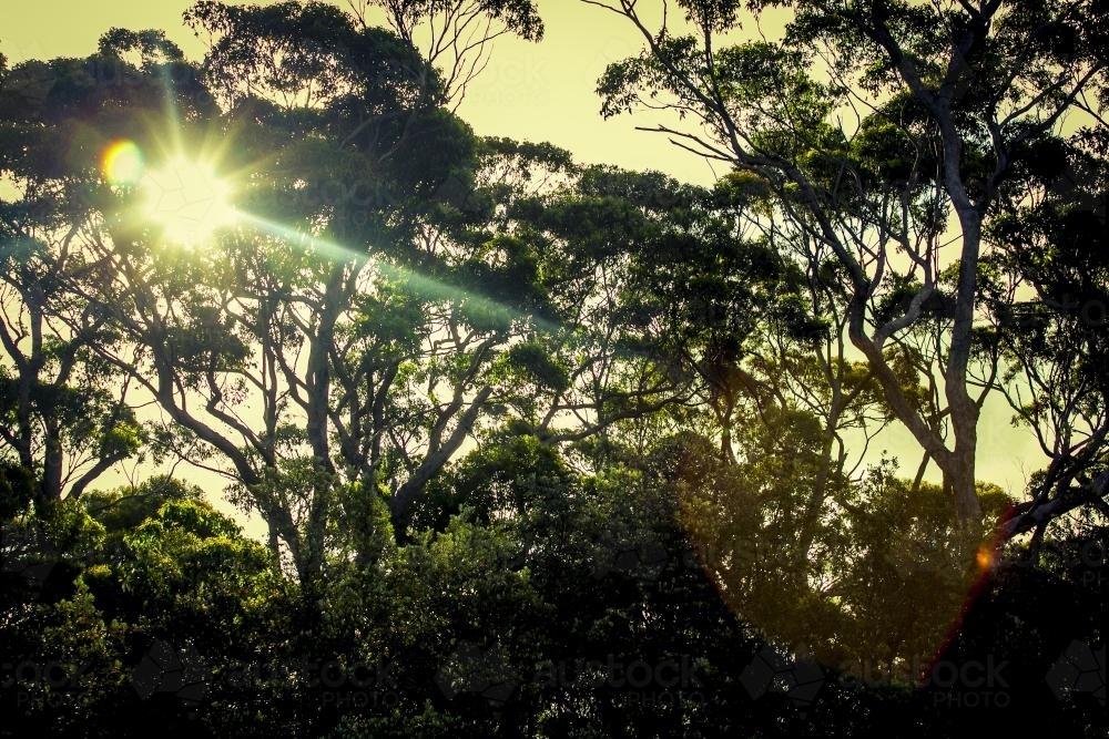 sun glare through forest trees - Australian Stock Image