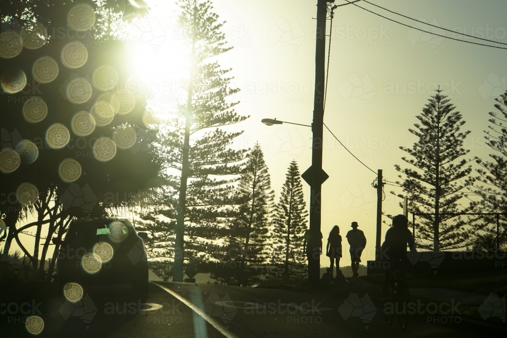 Sun glare through the pine trees - Australian Stock Image