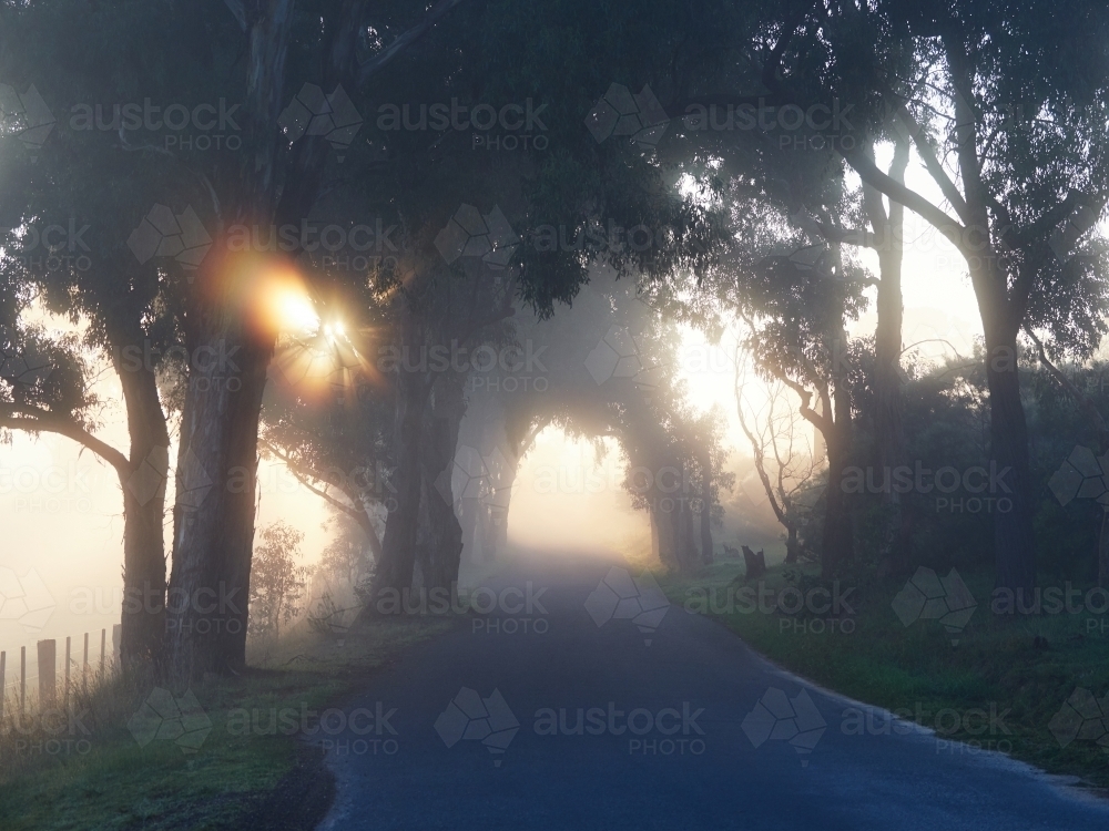 Sun Peaking Through Roadside Trees on Foggy Morning - Australian Stock Image