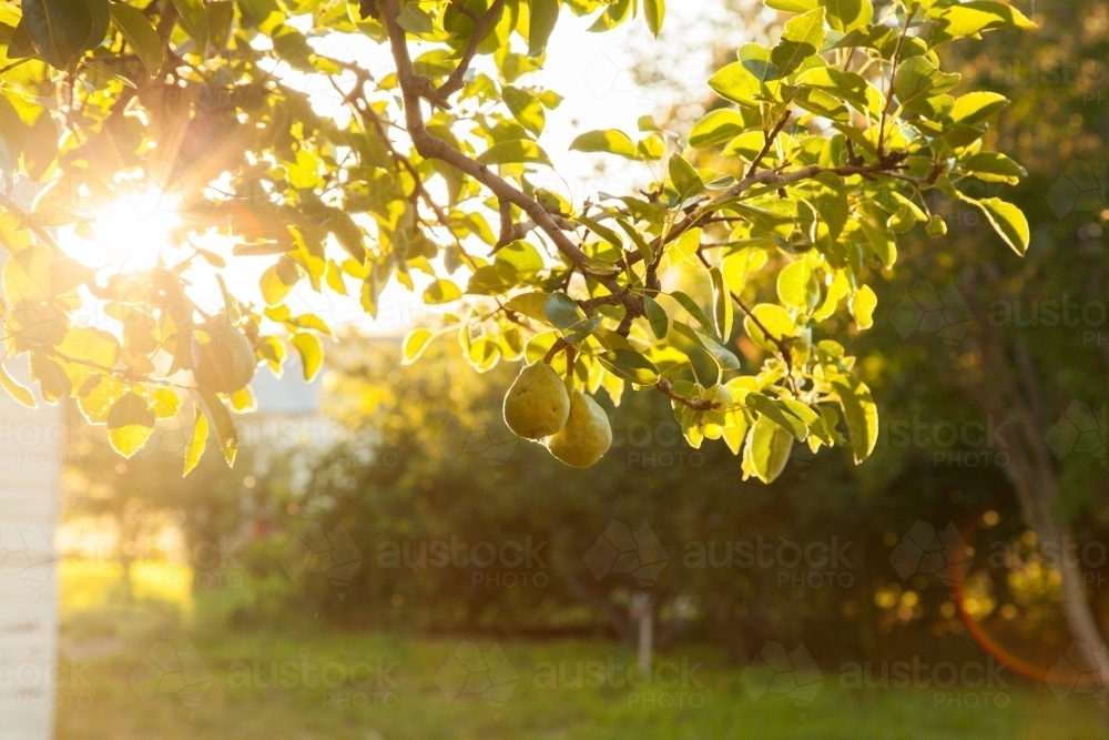 Sun ray shining through leaves of a pear tree with fruit - Australian Stock Image