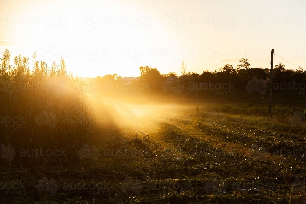 Sun rays and dust at sunset over paddock of forage crop on farm - Australian Stock Image