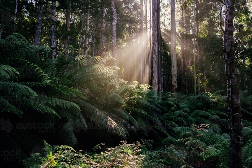 Sun rays filtering into the rainforest in the early morning - Australian Stock Image
