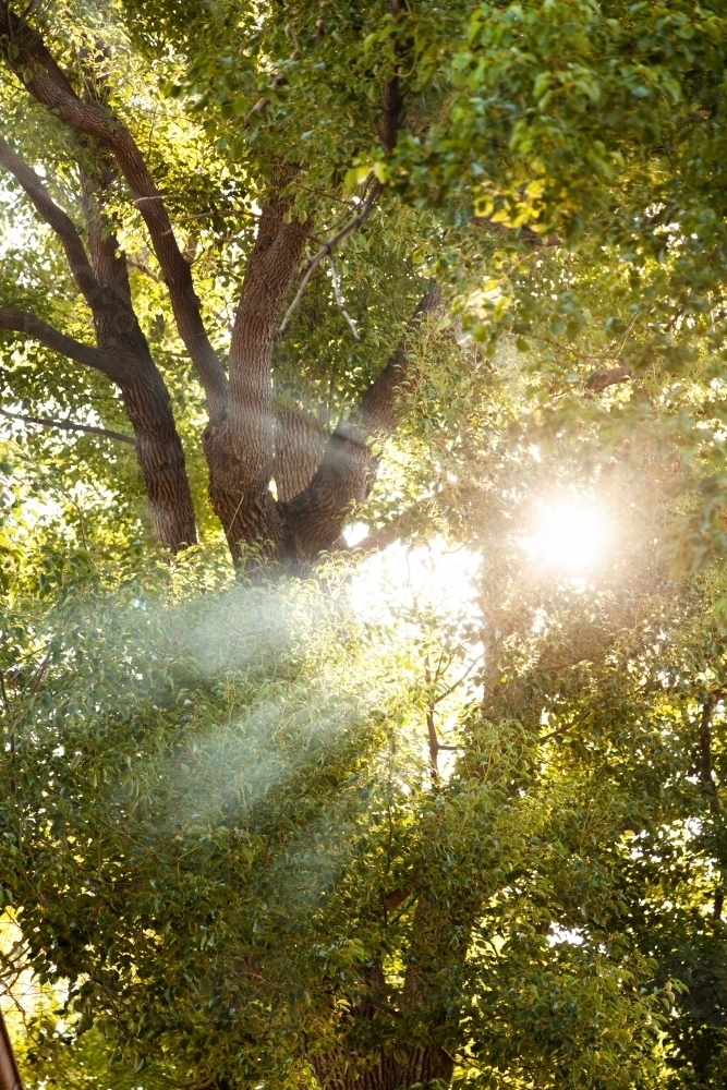Sun rays shining on smoke between tree leaves - Australian Stock Image