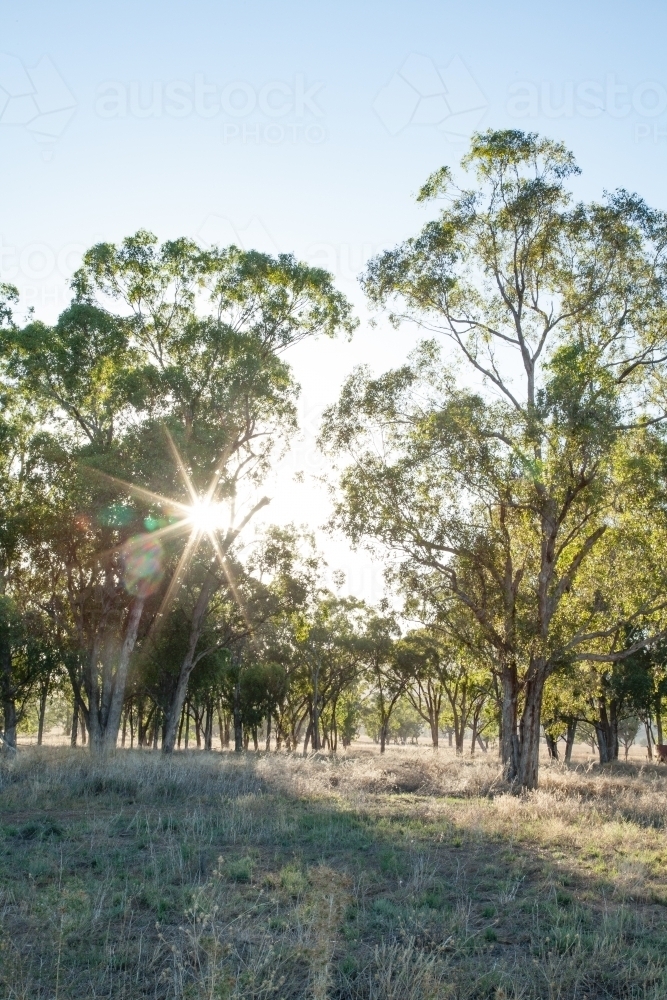 Sun rays shining through tall gum trees in a farm paddock - Australian Stock Image