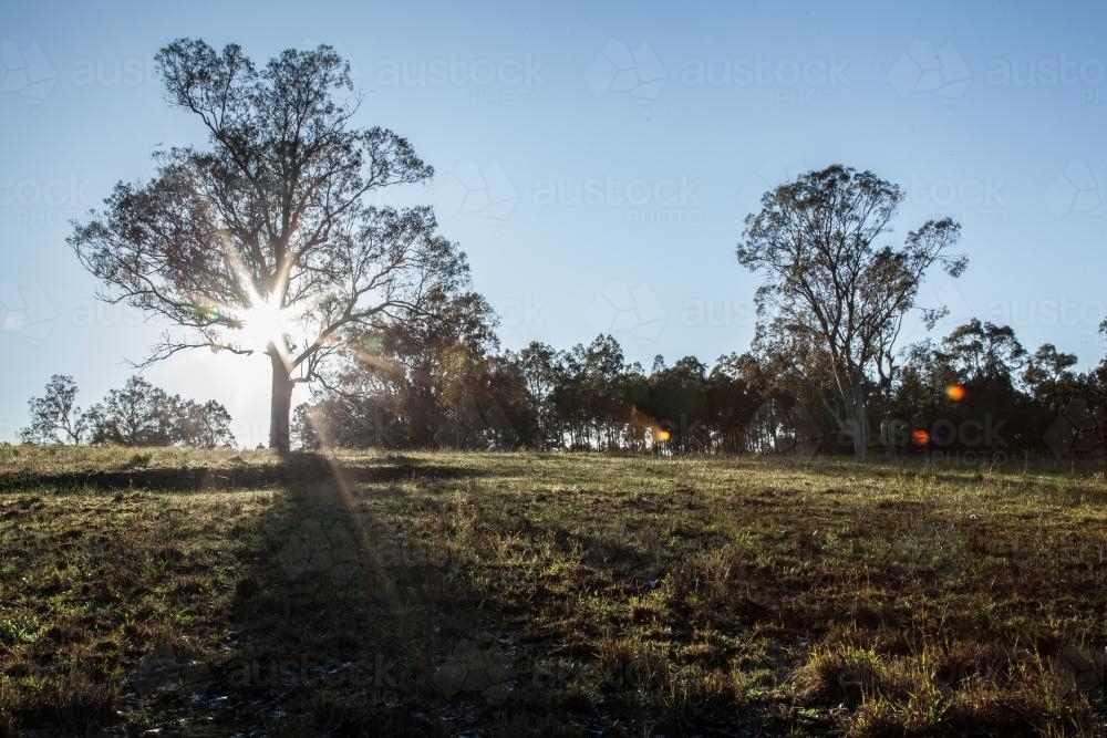Sun rays shining through tree in a dewy paddock - Australian Stock Image