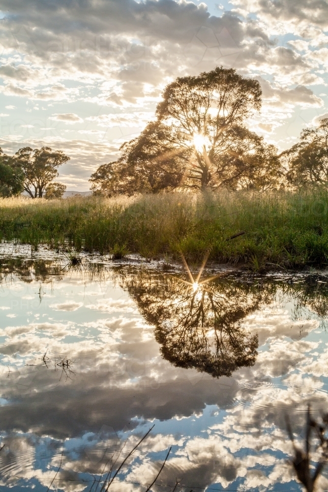 Sun rays shining through tree  with dramatic clouds reflected in water - Australian Stock Image