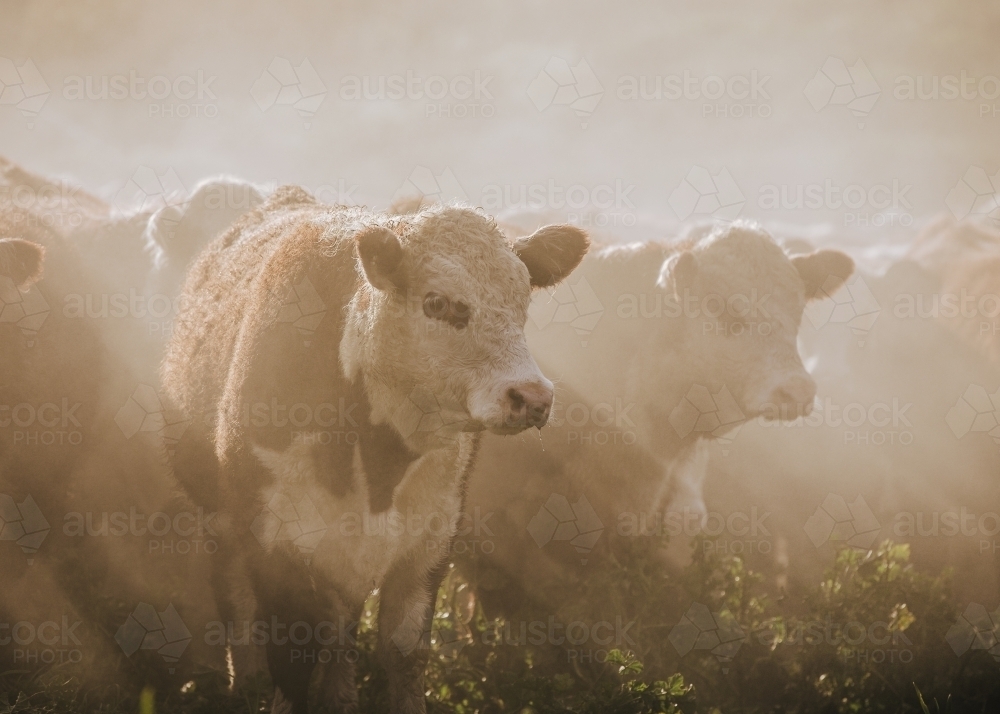 Sun rays through dusty air on herd of cattle - Australian Stock Image