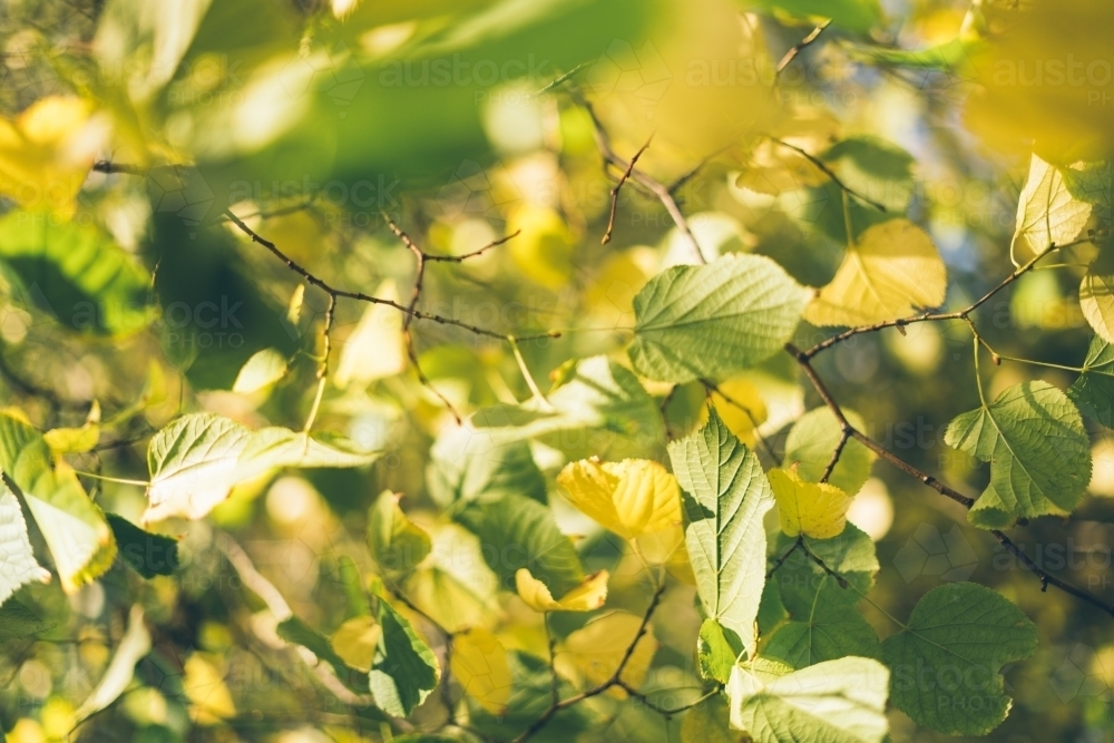 Sun rays through foliage leaves starting to turn - Australian Stock Image