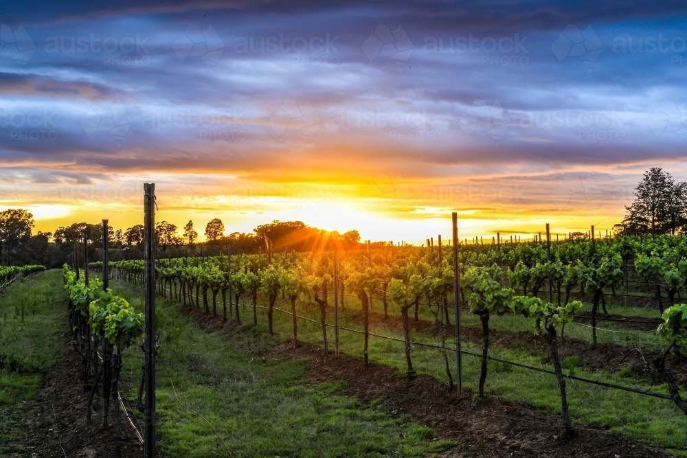 Sun rising over rows of grapevines with cloudy sky - Australian Stock Image