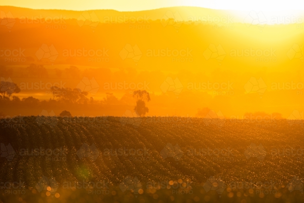 Sun sets over field of Beckom wheat - Australian Stock Image