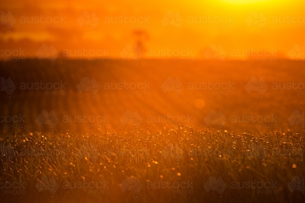 Sun sets over field of Beckom wheat - Australian Stock Image
