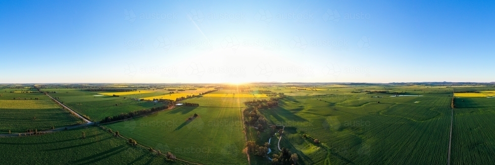 Sun sets over flowering grain crops in Spring - Australian Stock Image