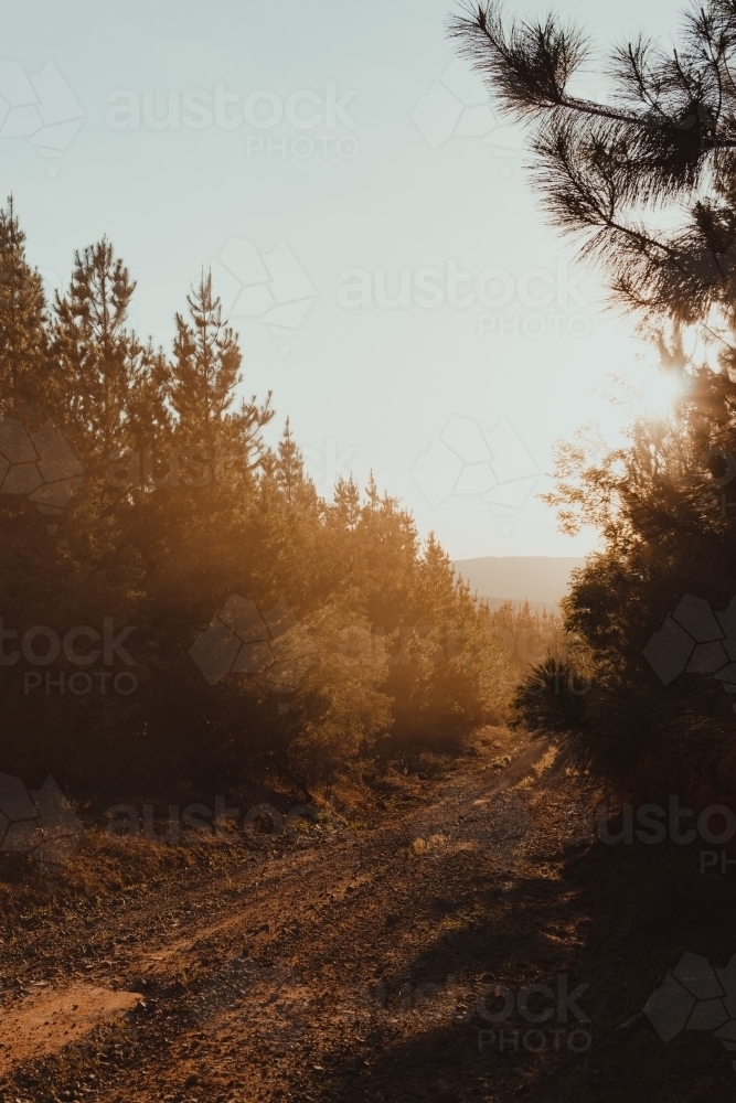 Sun setting on a dirt road through a pine forest in the Snowy Mountains - Australian Stock Image