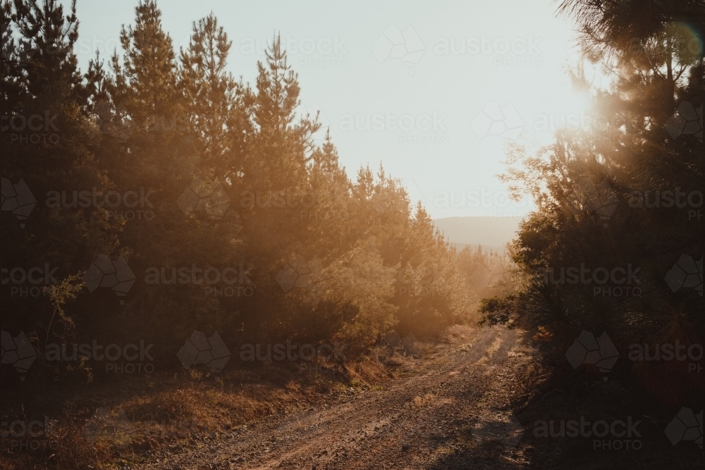 Sun setting on a dirt road through a pine forest in the Snowy Mountains - Australian Stock Image