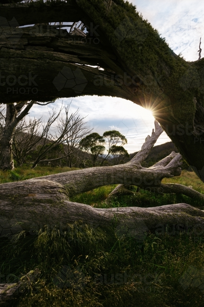 Sun setting over Dead Horse Gap behind fallen trees - Australian Stock Image