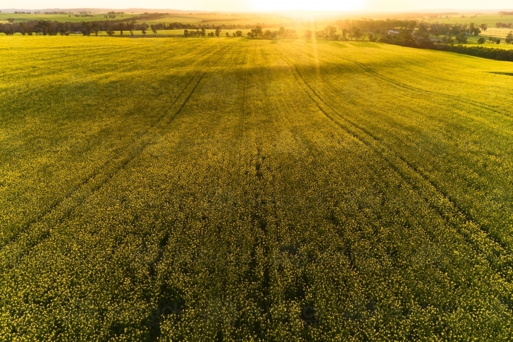 Sun setting over flowering canola crop on a farm - Australian Stock Image