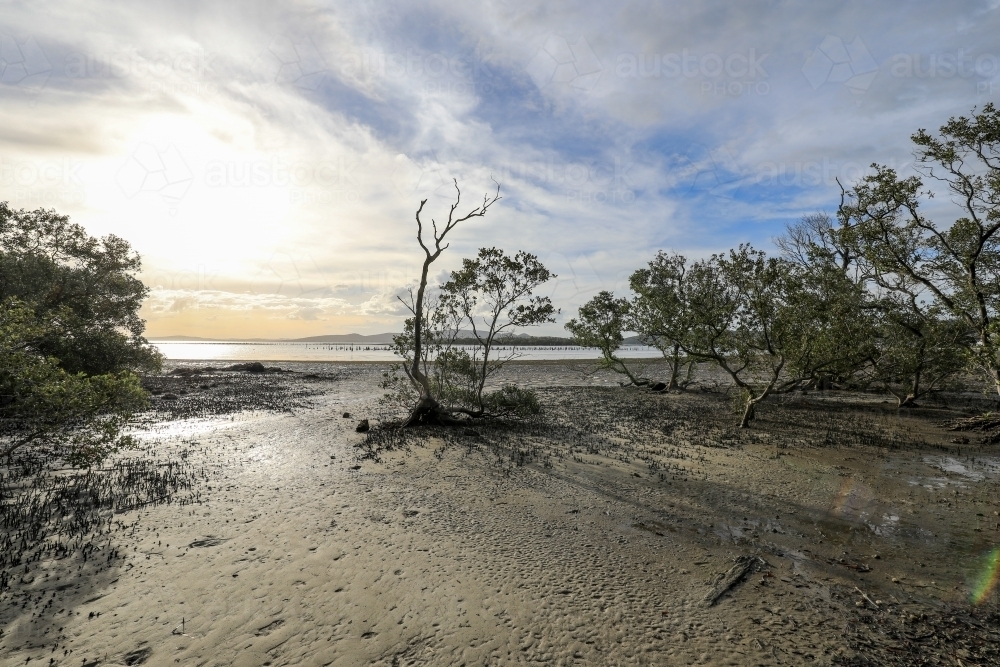 Sun setting over sandy beach and tree covered coastline at low tide - Australian Stock Image