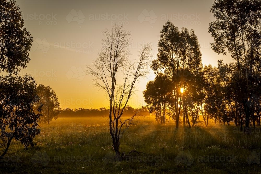 Image of sun setting through trees in the country - Austockphoto