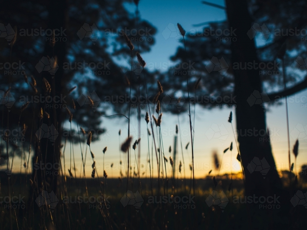 Sun setting with silhouette trees - Australian Stock Image