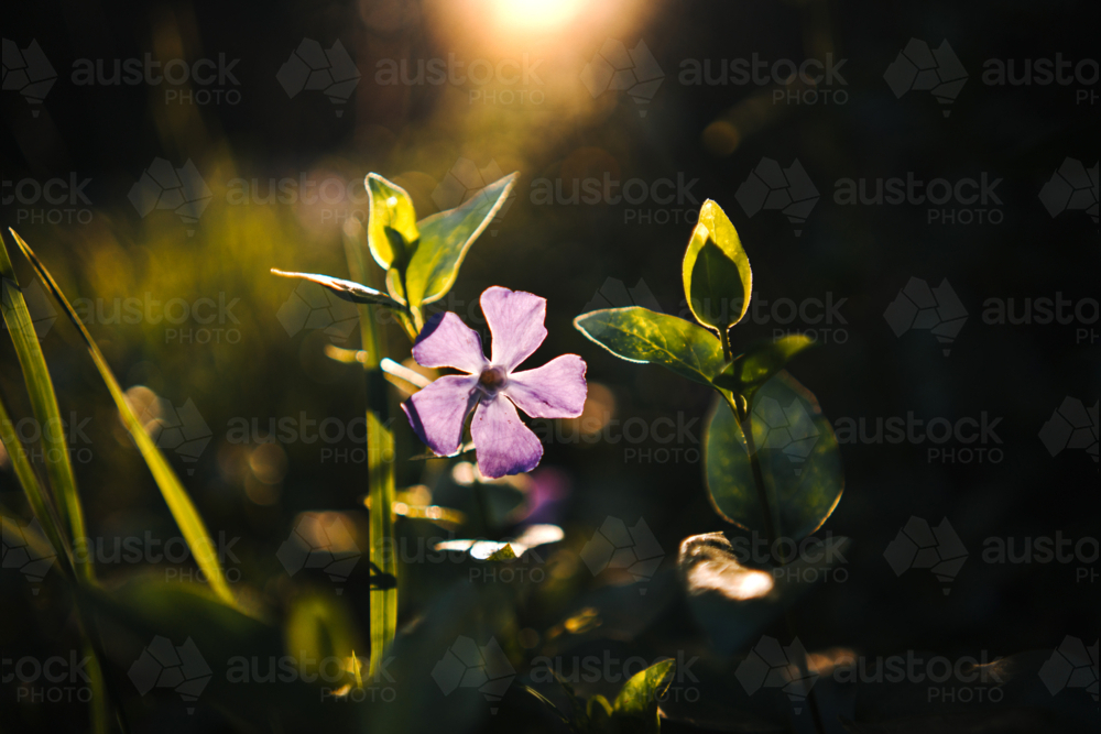 Sun shines through a single purple periwinkle flower in the grassland. - Australian Stock Image