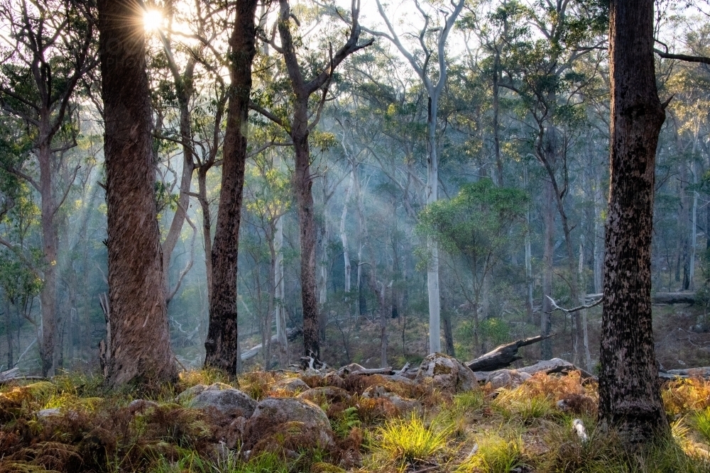 Sun shines through the smoke in the Australian bush. - Australian Stock Image
