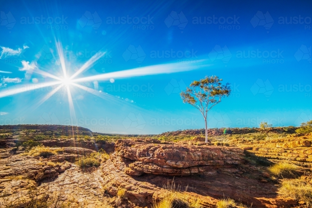 Sun shining down on lone gum tree in rocky canyon - Australian Stock Image