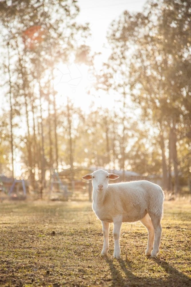 Sun shining from behind lone sheep in paddock on cold morning - Australian Stock Image