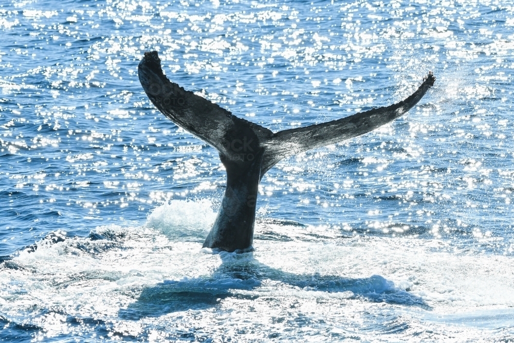 Sun shining off a whale tail diving down to breach - Australian Stock Image
