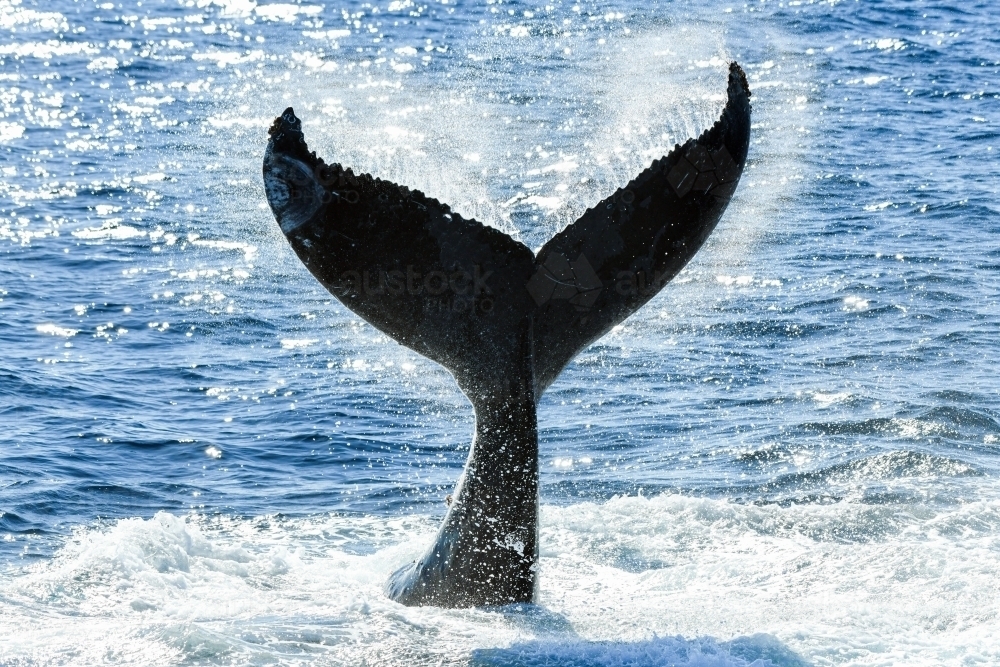 Sun shining on whale tail in ocean - Australian Stock Image