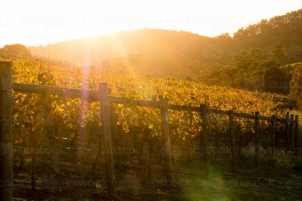 Sun shining over a Vineyard in Victoria - Australian Stock Image