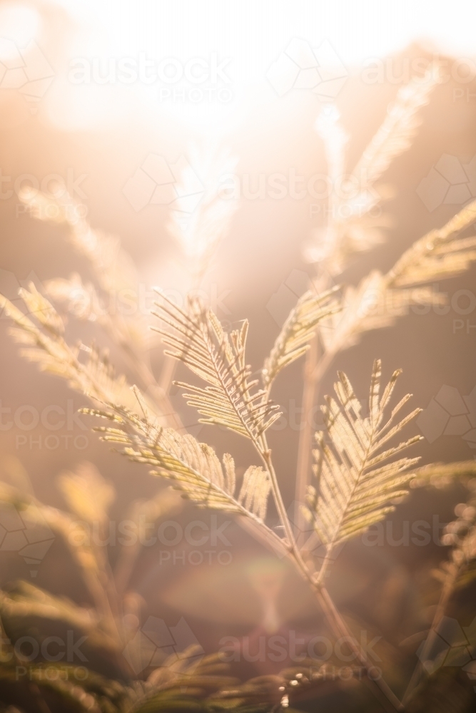 Sun shining right through plant leaves - Australian Stock Image