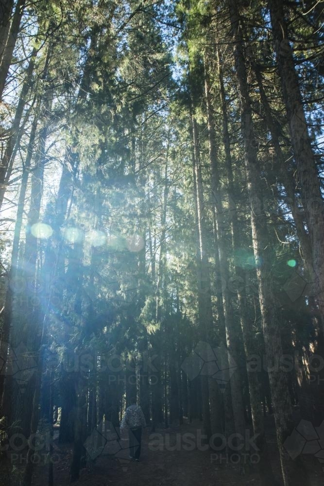 Sun shining though tall rows of trees - Australian Stock Image