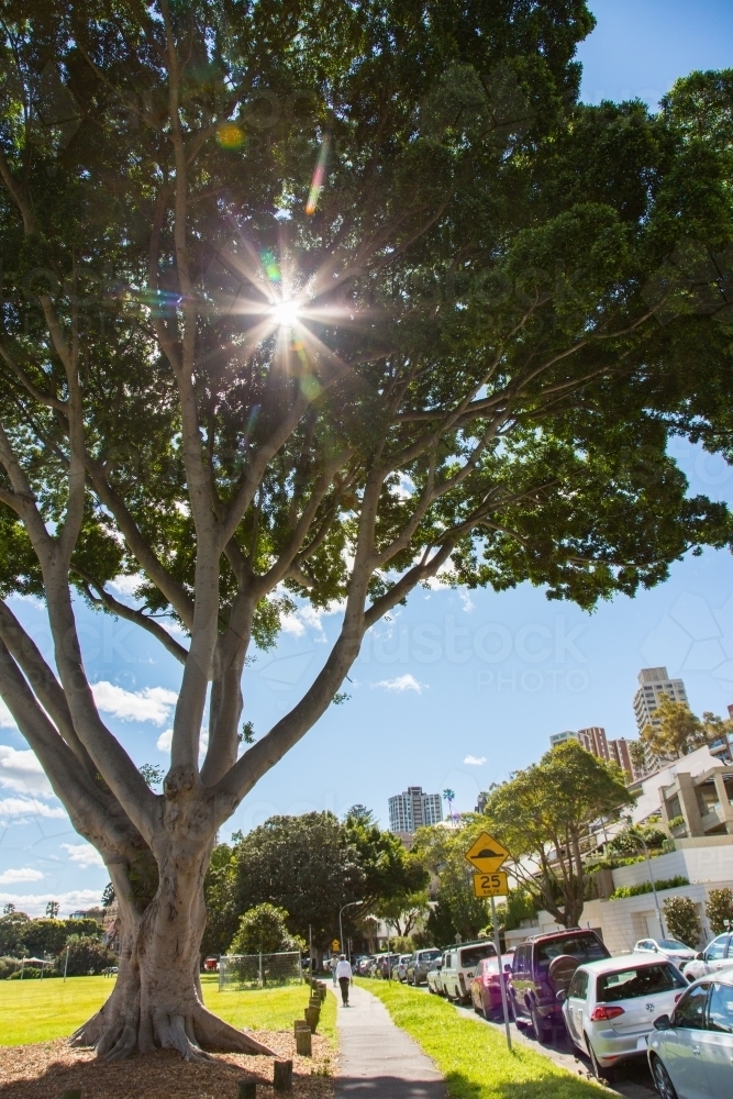 Sun shining through a ficus tree with path and parked cars - Australian Stock Image