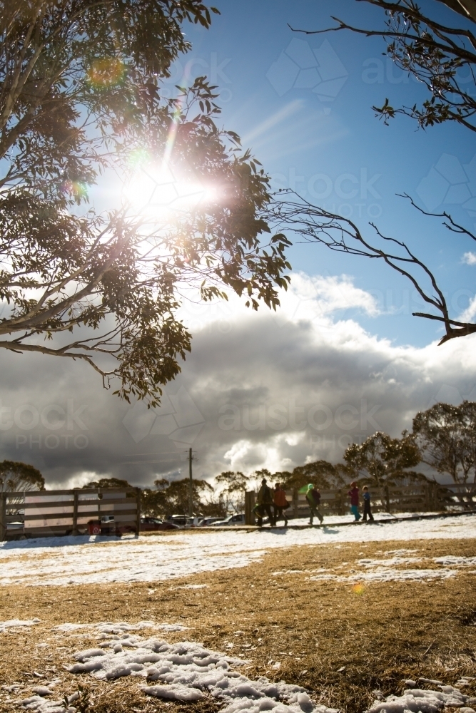 Sun shining through a gum tree with snow - Australian Stock Image