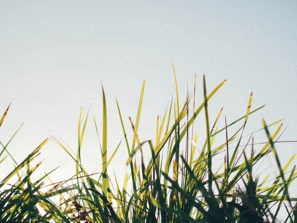 Sun shining through a plant - Australian Stock Image