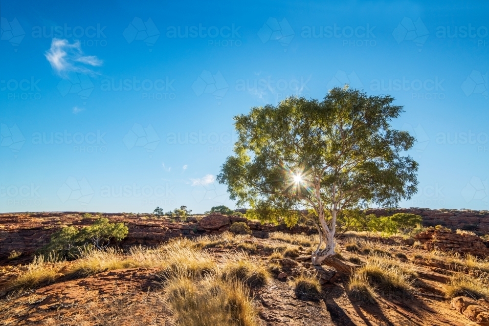 Sun shining through a red gum tree in rural Australia on a blue sky day. - Australian Stock Image