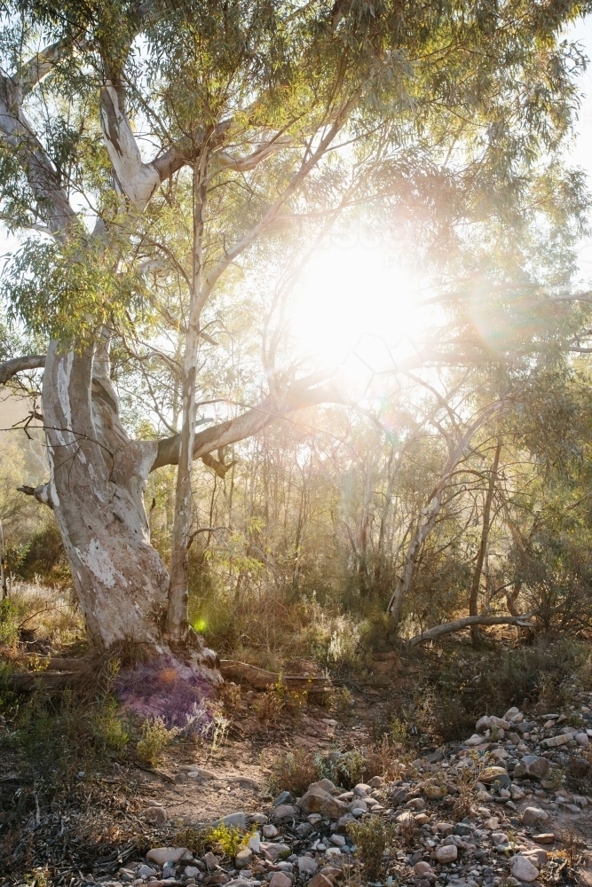 Sun shining through Aussie bush - Australian Stock Image
