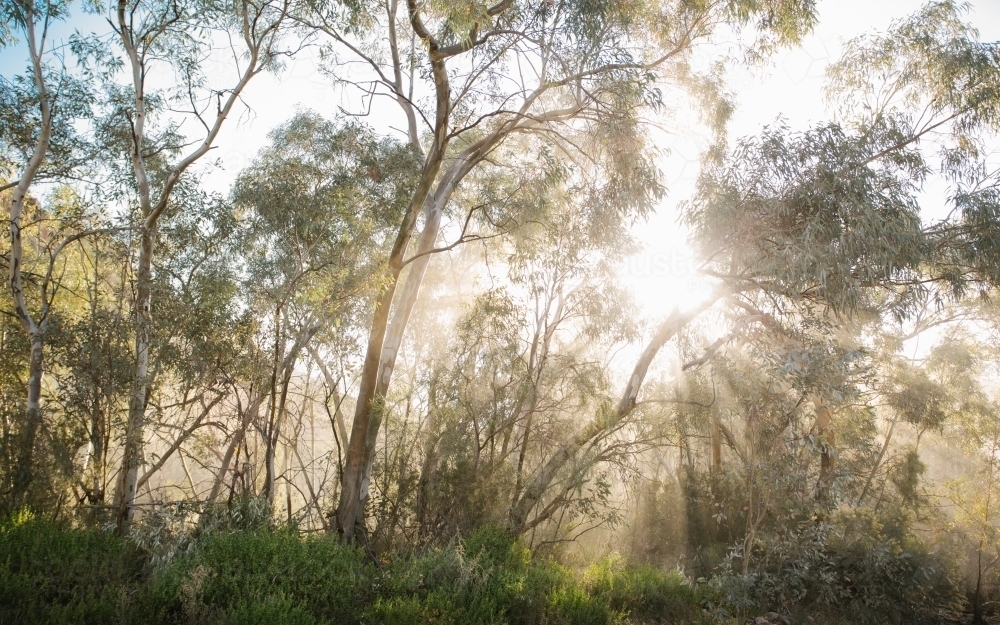 Surviving the Sun: The Remarkable Plants of the Australian Outback