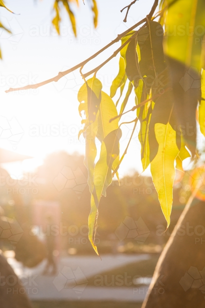 sun shining through gum leaves at a Brisbane playground - Australian Stock Image