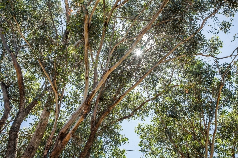 Sun shining through gum tree branches and leaves - Australian Stock Image