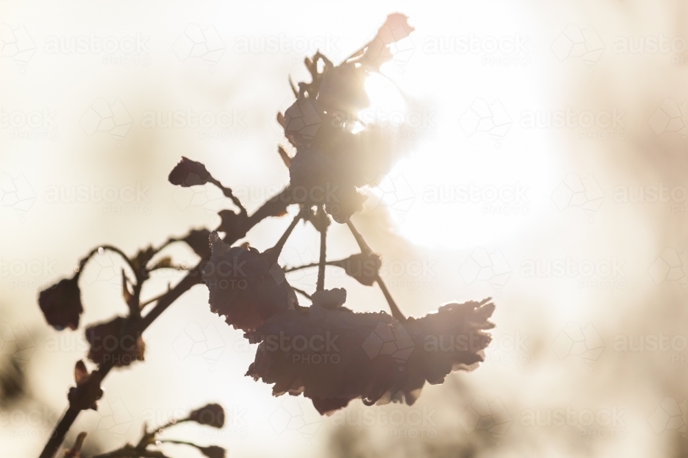 Sun shining through spring blossom on a fruit tree - Australian Stock Image