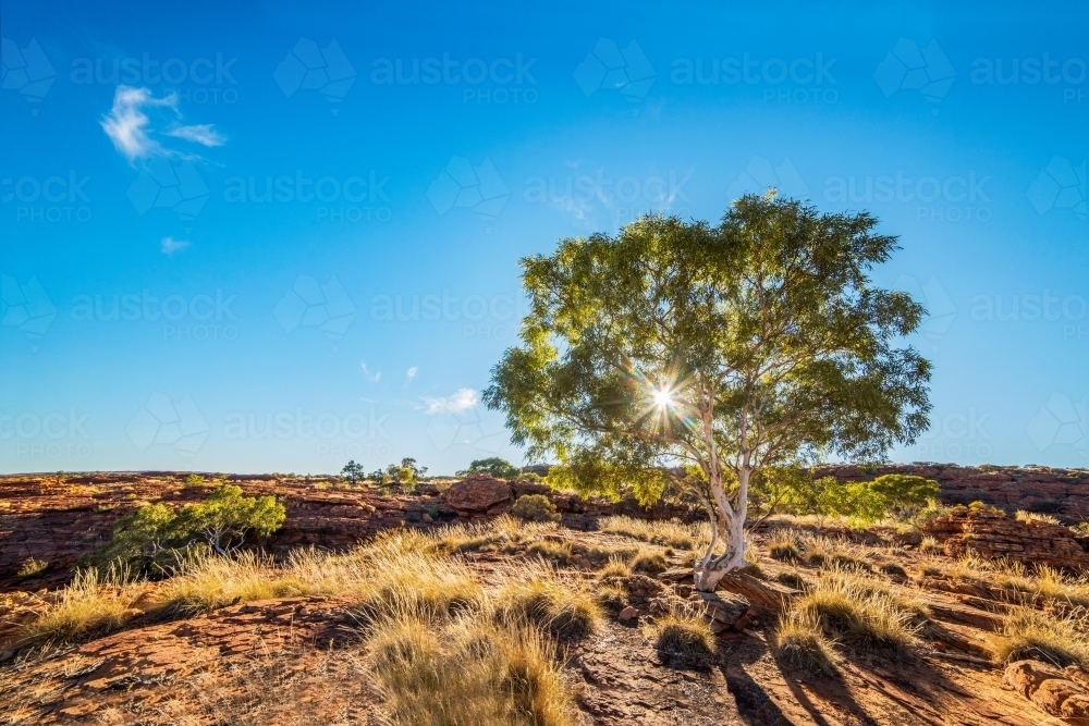 Sun shining through the tree on the edge of a rocky canyon - Australian Stock Image