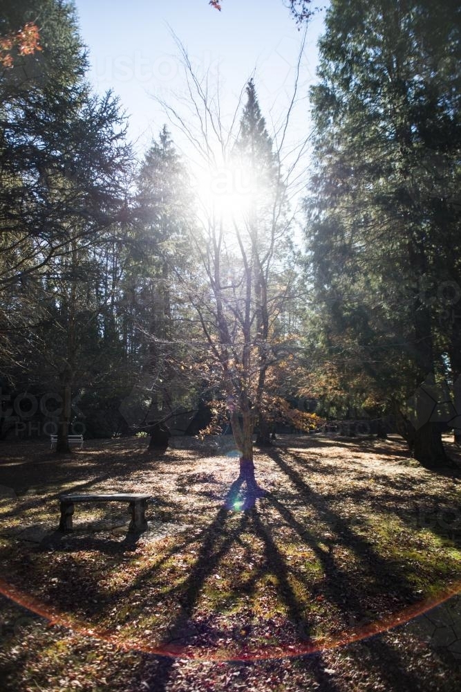 Sun shining through tree in winter park - Australian Stock Image