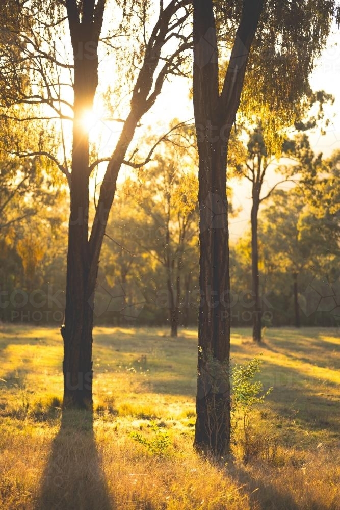 sun shining through trees - Australian Stock Image